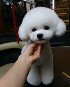 panda clip for a poodle