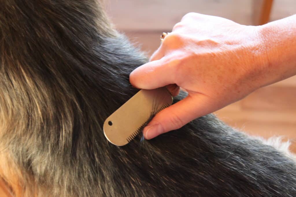 Carding-and-Combing-a-Dog’s-Coat-During-Grooming | Dog Grooming Tutorial