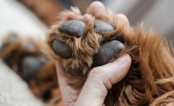 Feet Styles Archives - Dog Grooming Tutorial