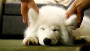 ear and eye care for a samoyed