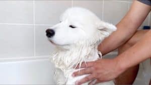 how to bathe a samoyed at home