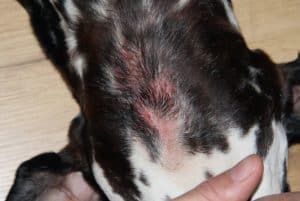 Hot Spots and Clipper Burns After Grooming | Dog Grooming Tutorial