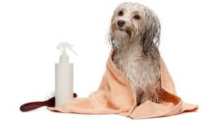 The Purpose of Using Conditioner on Dogs | Dog Grooming Tutorial