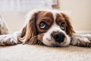 what to do when your dog's coat full of fleas