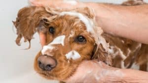 which shampoo to choose for your dog