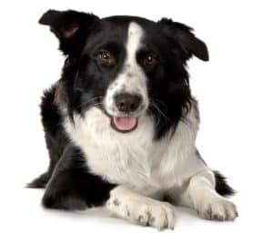 coat care for a border collie