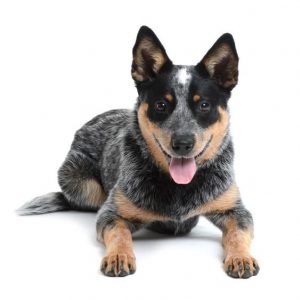 coat care for an australian cattle dog