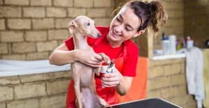 how to groom an italian greyhound at home