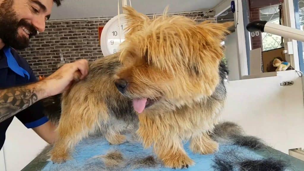 difference-between-plucking-or-stripping-a-dog-dog-grooming-tutorial