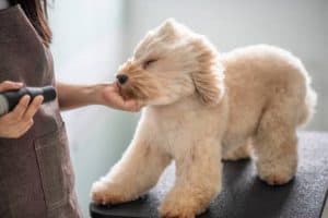 fluff drying tips for a pet poodle