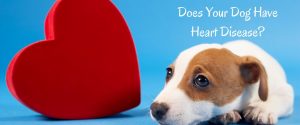 grooming dogs with heart problems