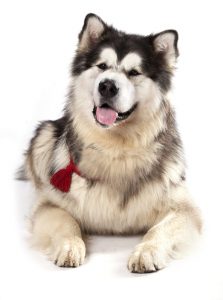 coat care for an alaskan malamute