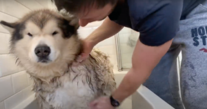 bathe and dry your alaskan malamute