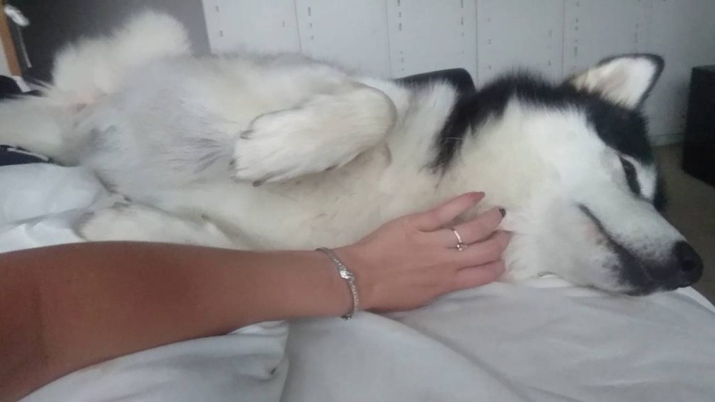 Nail Trimming For An Alaskan Malamute 