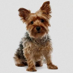 control fleas and ticks on your cairn terrier