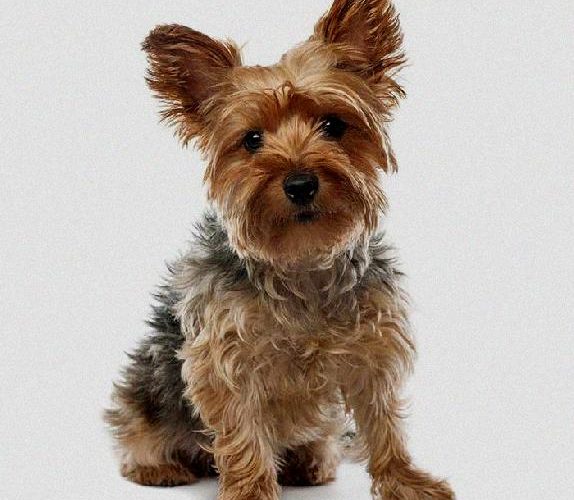 Control Fleas and Ticks on Your Cairn Terrier - Dog ...