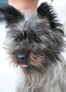 grooming a cairn terrier for the show ring