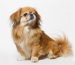 brushing the double coat of a pekingese