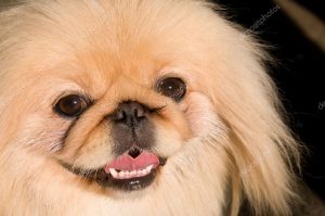 how to care for your pekingese teeth