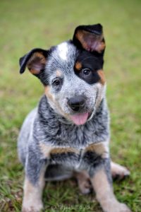 manage coat shedding for australian cattle dog