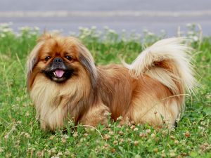 pekingese coat and skin problems