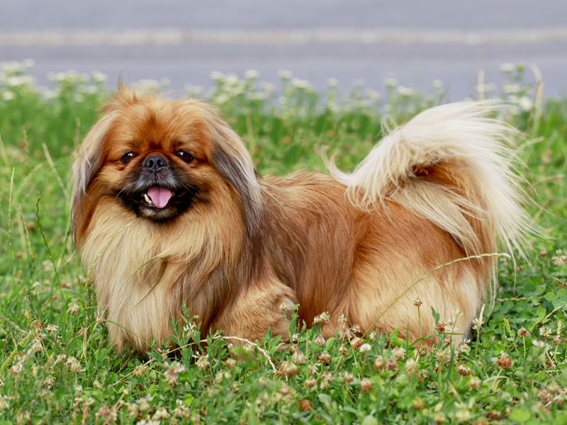 does the pekingese have infectious disease