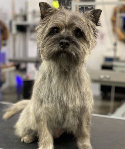 when to do hand stripping on your cairn terrier