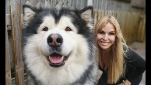 why should you get an alaskan malamute