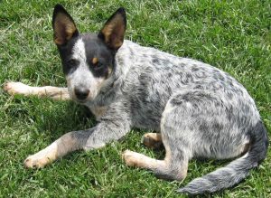 dealing with fleas on your australian cattle dog