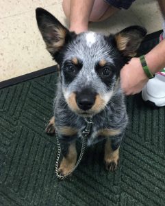 health care routine for australian cattle dog