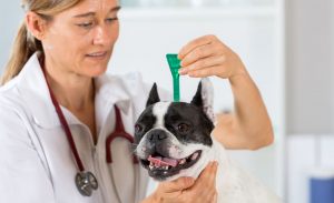 modern flea control products for your dog