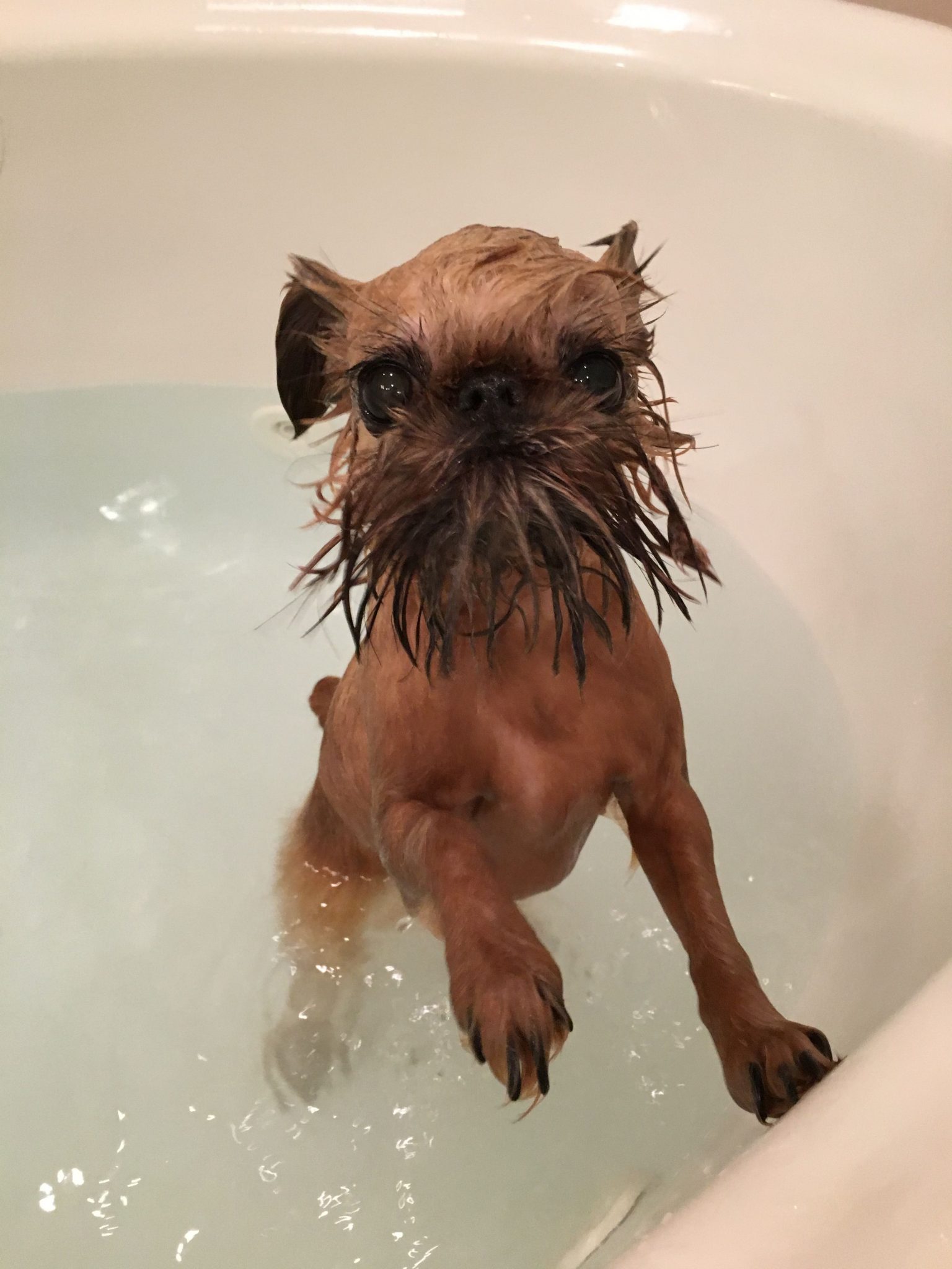 Bathing-Tips-for-Your-Brussels-Griffon | Dog Grooming Tutorial