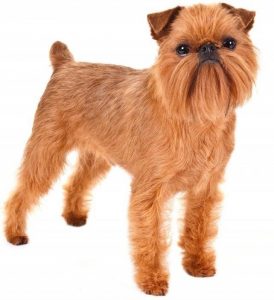 coat care for a brussels griffon