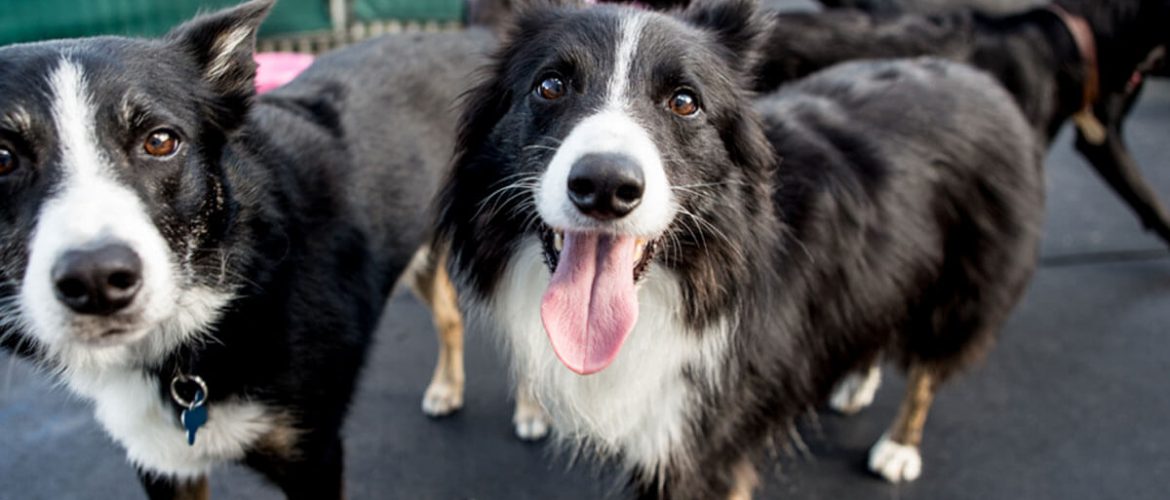 border collie matted fur