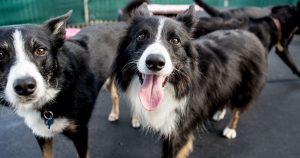 grooming smooth haired border collie