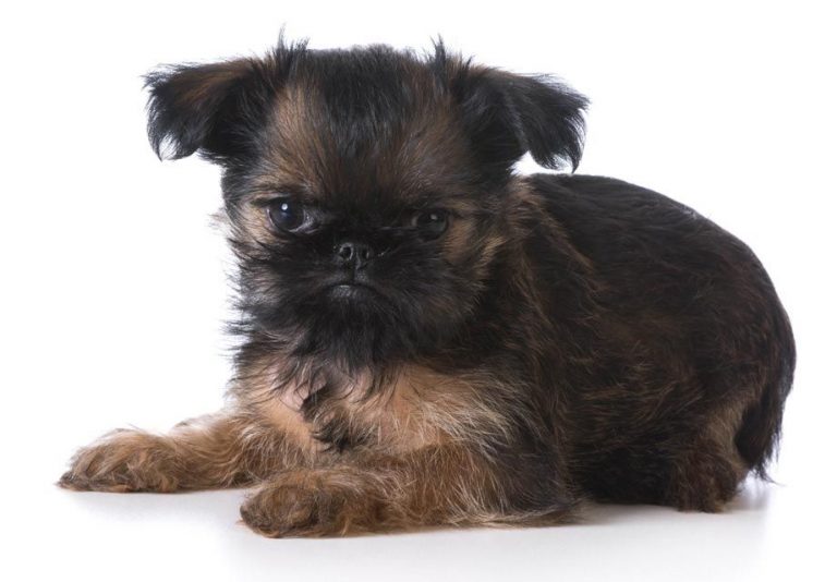 TeachingYourBrusselsGriffontoEnjoyGrooming Dog Grooming Tutorial