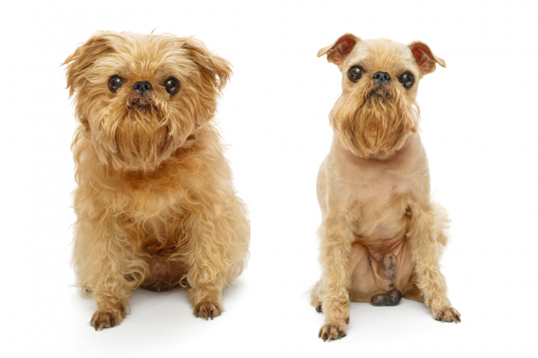 WhatBladetoUsetoClipYourBrusselsGriffon Dog Grooming Tutorial