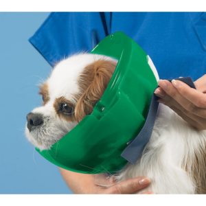 using muzzles and e-collars while grooming