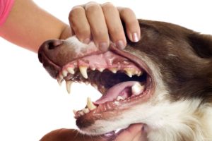 mouth and tooth disorder in dogs