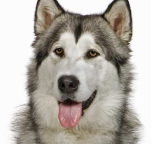 Alaskan Malamute dog grooming