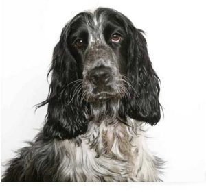 english cocker spaniel