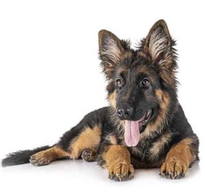 German Shepherd dog