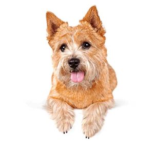 Norwich Terrier