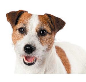 Parson Russell Terrier