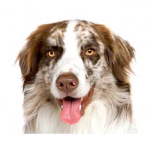 Australian Shepherd dog grooming