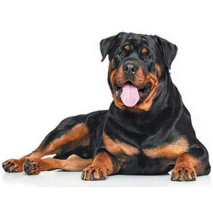 Rottweiler