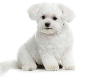 Bichon grooming