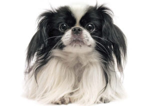 how to groom a japanese chin like a pro