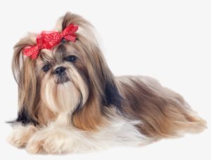 shih tzu grooming