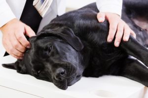 testing pancreatitis in dogs